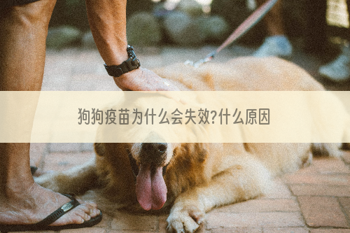 狗狗疫苗为什么会失效?什么原因?