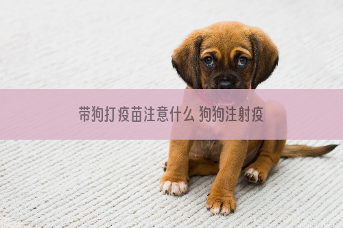 带狗打疫苗注意什么 狗狗注射疫苗全套攻略