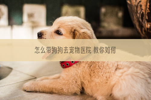 怎么带狗狗去宠物医院 教你如何高效看病