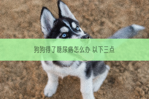 狗狗得了糖尿病怎么办 以下三点需要多多注意