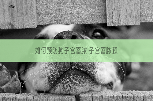 如何预防狗子宫蓄脓 子宫蓄脓预防要未雨绸缪