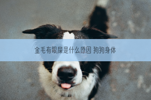 金毛有眼屎是什么原因 狗狗身体可能出现疾病了哦