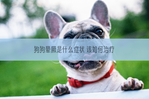 狗狗晕厥是什么症状 该如何治疗