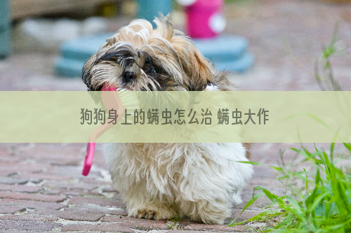 狗狗身上的螨虫怎么治 螨虫大作战