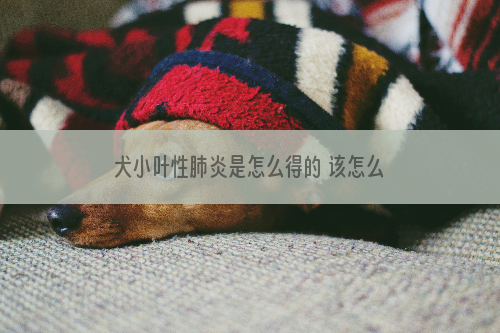犬小叶性肺炎是怎么得的 该怎么预防