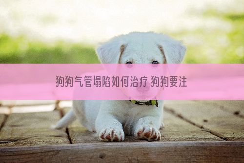 狗狗气管塌陷如何治疗 狗狗要注意保养