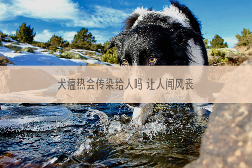 犬瘟热会传染给人吗 让人闻风丧胆的传染病