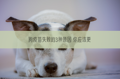 狗疫苗失败的3种原因 你应该更关心狗狗