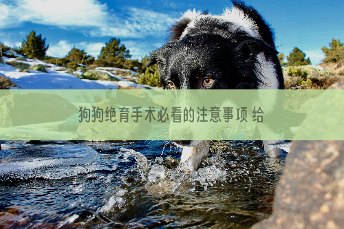 狗狗绝育手术必看的注意事项 给狗狗做绝育你要了解的内容