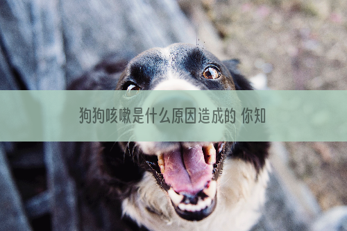 狗狗咳嗽是什么原因造成的 你知道吗