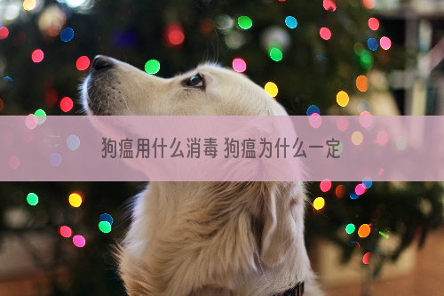 狗瘟用什么消毒 狗瘟为什么一定要消毒