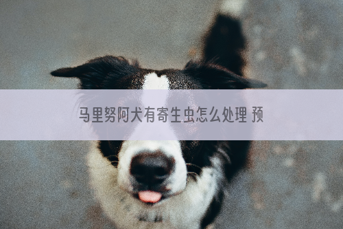 马里努阿犬有寄生虫怎么处理 预防寄生虫的方法