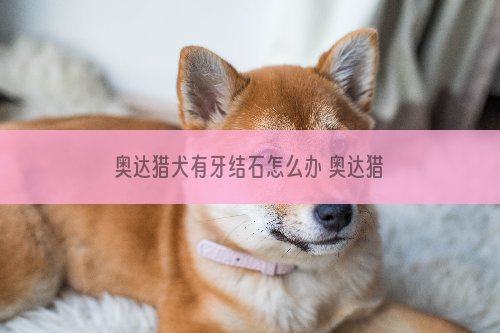 奥达猎犬有牙结石怎么办 奥达猎犬牙结石的清理办法