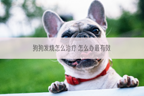 狗狗发烧怎么治疗 怎么办最有效