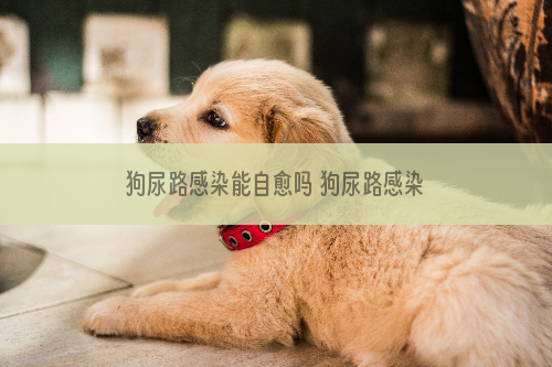 狗尿路感染能自愈吗 狗尿路感染是什么原因