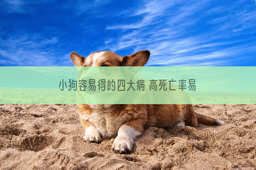 小狗容易得的四大病 高死亡率易误判的疾病你必须了解