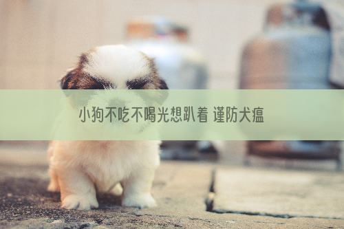 小狗不吃不喝光想趴着 谨防犬瘟细小