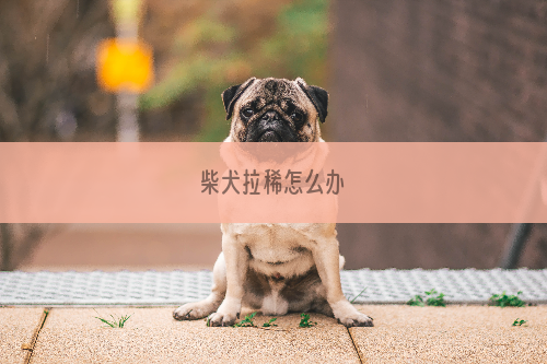 柴犬拉稀怎么办