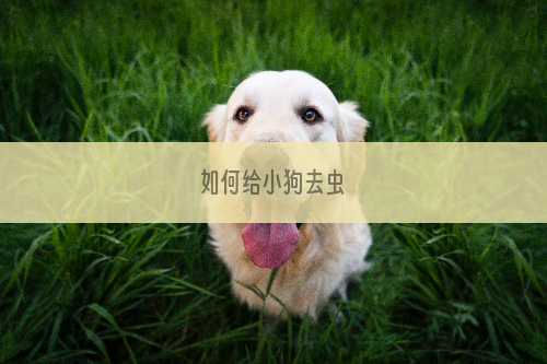如何给小狗去虫
