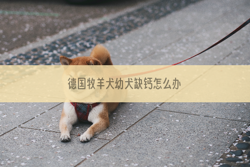 德国牧羊犬幼犬缺钙怎么办