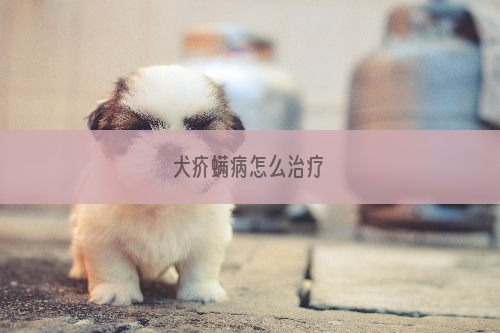 犬疥螨病怎么治疗