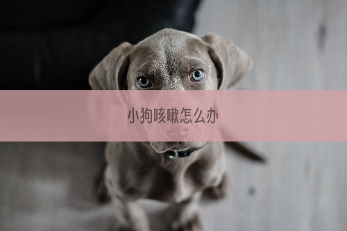 小狗咳嗽怎么办