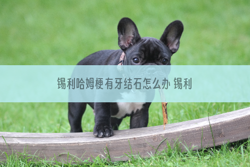 锡利哈姆梗有牙结石怎么办 锡利哈姆梗牙结石预防治疗方法
