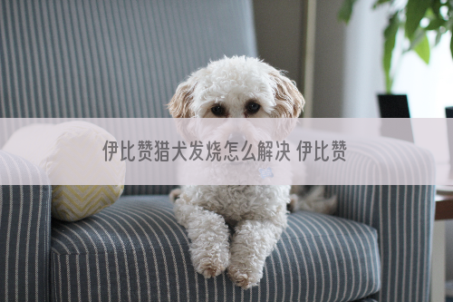 伊比赞猎犬发烧怎么解决 伊比赞猎犬发烧处理方案