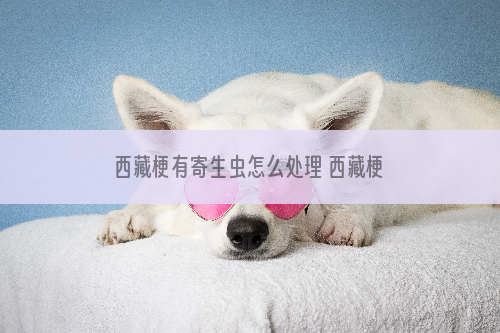 西藏梗有寄生虫怎么处理 西藏梗寄生虫预防方法