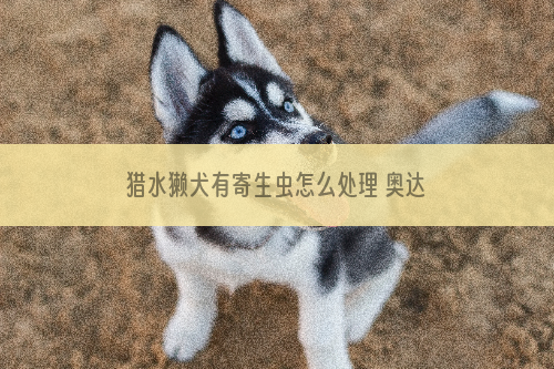 猎水獭犬有寄生虫怎么处理 奥达猎犬寄生虫预防方法