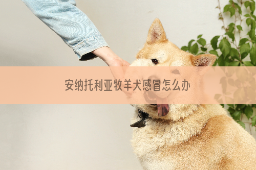 安纳托利亚牧羊犬感冒怎么办