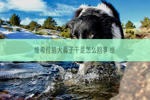 维希拉猎犬鼻子干是怎么回事 维希拉猎犬鼻子干处理方法