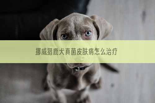 挪威猎鹿犬真菌皮肤病怎么治疗 真菌皮肤病治疗方法