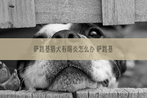 萨路基猎犬有咽炎怎么办 萨路基猎犬咽炎预防治疗方法