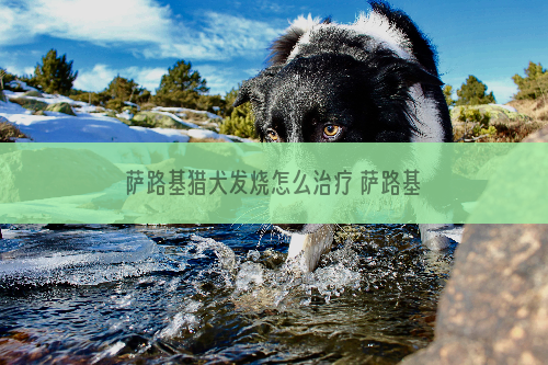 萨路基猎犬发烧怎么治疗 萨路基猎犬发烧处理方法