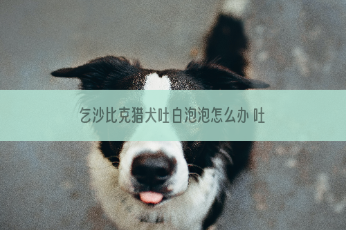 乞沙比克猎犬吐白泡泡怎么办 吐白沫原因介绍