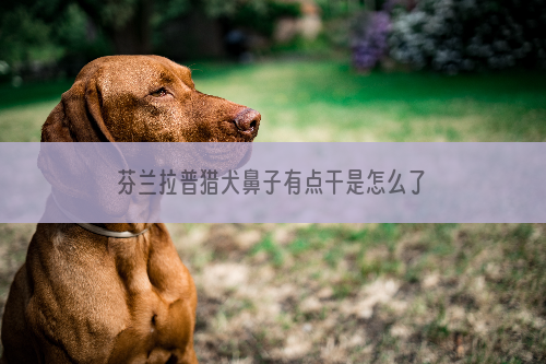 芬兰拉普猎犬鼻子有点干是怎么了
