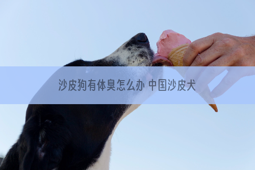 沙皮狗有体臭怎么办 中国沙皮犬体臭解决方法