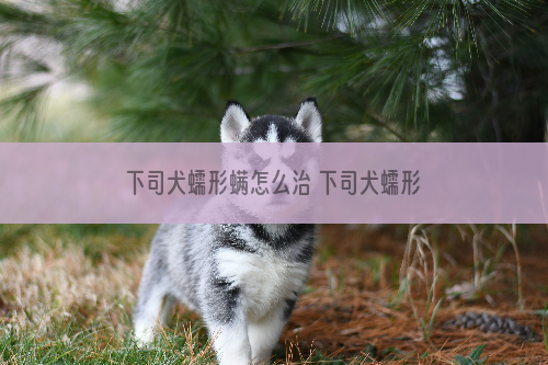 下司犬蠕形螨怎么治 下司犬蠕形螨治疗方法