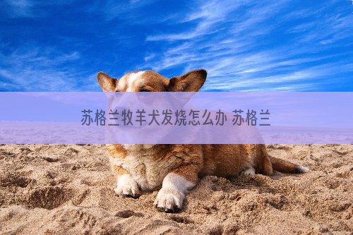 苏格兰牧羊犬发烧怎么办 苏格兰牧羊犬发烧处理方法