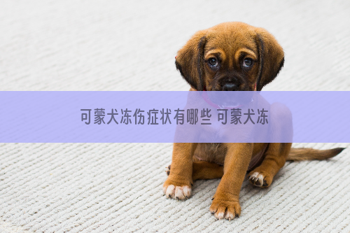 可蒙犬冻伤症状有哪些 可蒙犬冻伤治疗方法