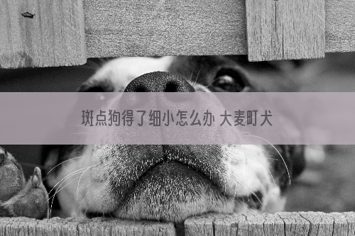 斑点狗得了细小怎么办 大麦町犬细小病毒治疗方法