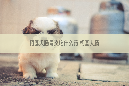 柯基犬肠胃炎吃什么药 柯基犬肠胃炎治疗方法