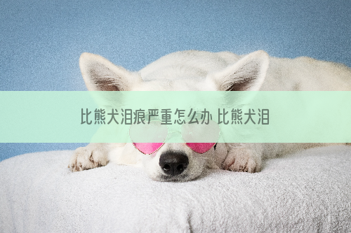比熊犬泪痕严重怎么办 比熊犬泪痕严重去除方法