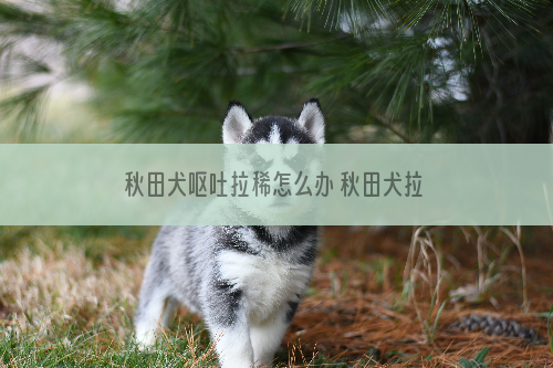 秋田犬呕吐拉稀怎么办 秋田犬拉稀呕吐治疗方法