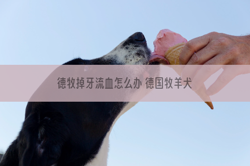 德牧掉牙流血怎么办 德国牧羊犬掉牙出血解决方法