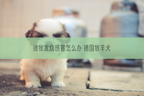 德牧发烧感冒怎么办 德国牧羊犬感冒发烧解决方法