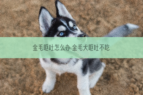 金毛呕吐怎么办 金毛犬呕吐不吃东西解决方法