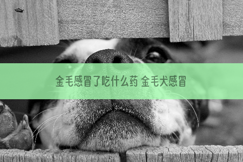 金毛感冒了吃什么药 金毛犬感冒解决方法