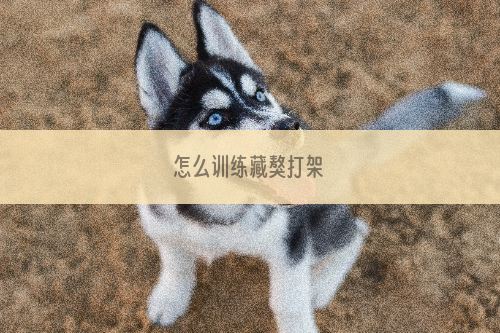 怎么训练藏獒打架